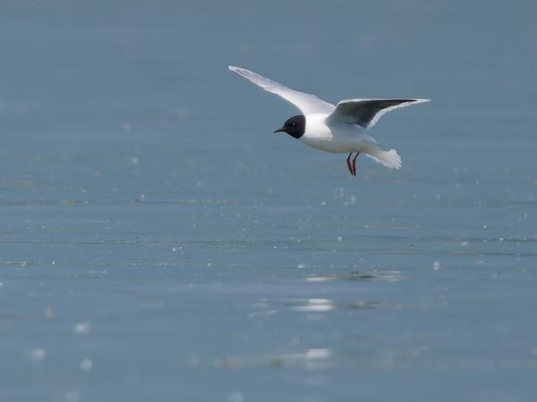 <h3>Hydrocoloeus&nbsp;minutus / Little&nbsp;gull / Dwergmeeuw</h3>OM-1 Mark II met OLYMPUS M.150-400mm F4.5 TC, 1/2000 sec  bij F5.6, ISO 400, afstand 89.7&nbsp;m